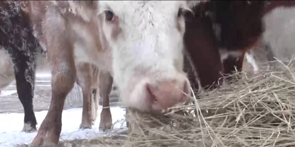 Водный кризис испытывает Атырауская область