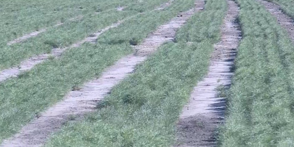 Қостанай облысында құзырлы орындар өртенген орманды қалпына келтіруді қолға алды