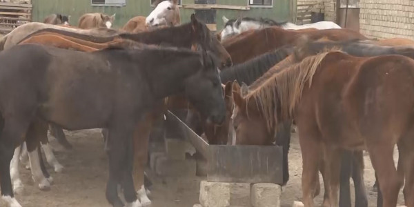 Мал азығы мәселесі шешімін қалай тауып жатыр?