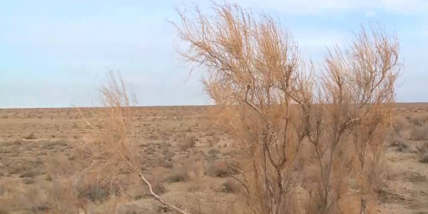 3 млн 600 тысяч саженцев саксаула было посажено в Кызылорде