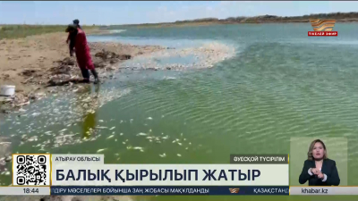 Атырауда балық қырылып жатыр
