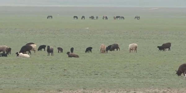 Атырау облысының Қызылқоға ауданындағы су тапшылығы мал өрісінің тарылуына әкеп соғуы ықтимал