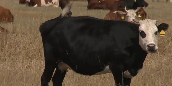 Қарағанды облысының Шет ауданында белгісіз індет салдарынан 76 бас ірі қара қырылды