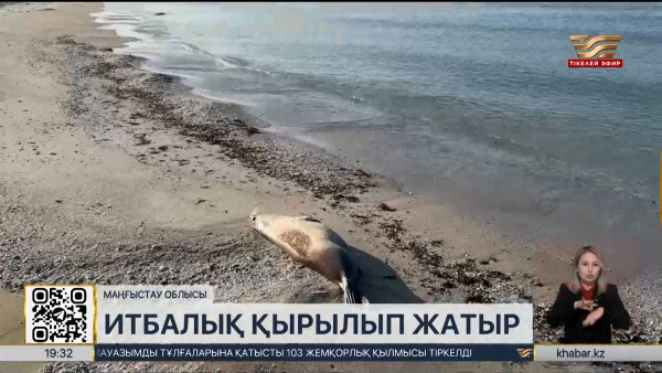 Маңғыстау облысында тағы 137 итбалықтың өлексесі табылды