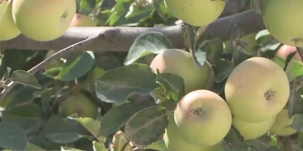 Түркістан облысының Сайрам ауданындағы ерекше бау-бақша