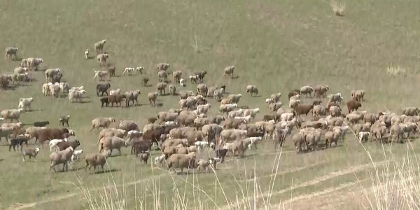 В Алматинской области продолжают возвращать в собственность государства неиспользуемые земли сельхозназначения