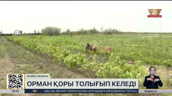 Атырау облысында 100 гектар орман алқабы игеріледі