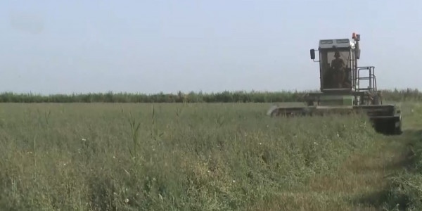 Жем-шөппен қамтамасыз ету мәселесі қалай шешіліп жатыр?