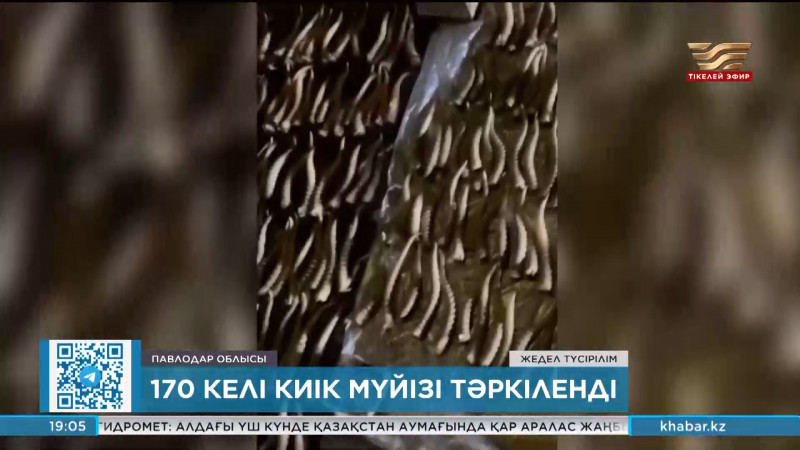 Павлодар облысының тұрғынынан 170 келі киік мүйізі тәркіленді
