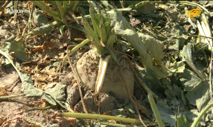 &laquo;Ас арқау&raquo;. Қызылша өндірісіндегі оң өзгерістер