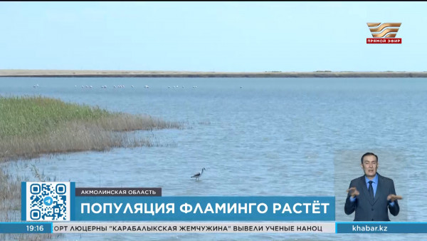Популяция фламинго увеличилась в Коргалжинском заповеднике