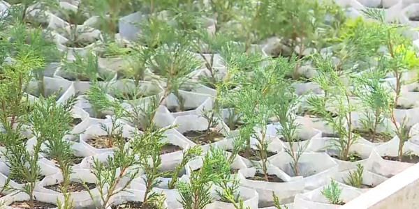 Елімізде Президент тапсырмасымен 80 миллионнан аса ағаш отырғызылған