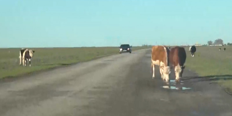 Бесхозный скот на дорогах в ЗКО представляет угрозу водителям