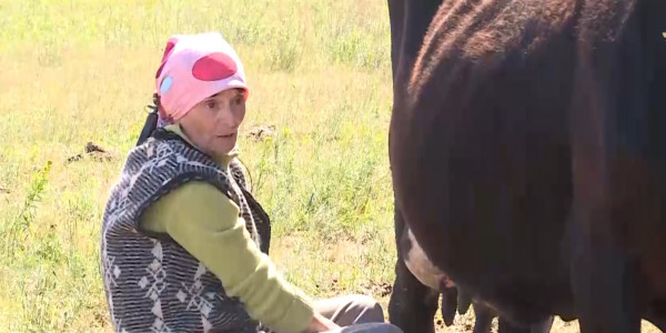 Қостанай облысында халықтан сүт сатып алу бағасы көтерілді