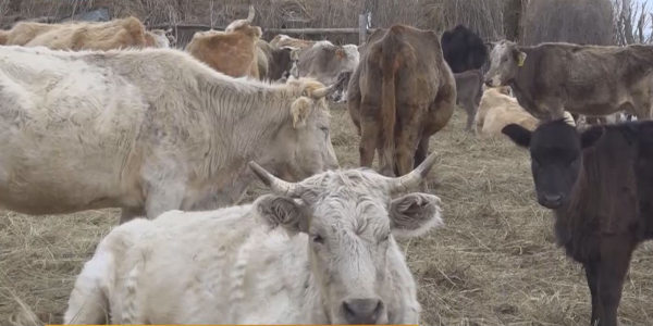 Закрывается ветеринарная лаборатория в селе Маканчи
