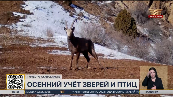 Осенний учёт зверей и птиц проходит в Аксу-Жабаглинском заповеднике