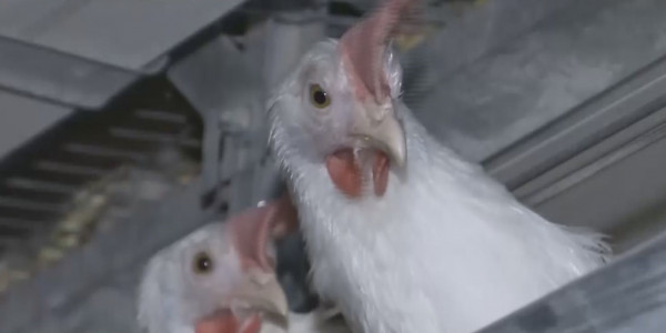 Қазақстанның бес облысында құс тұмауы тіркелді