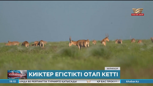 Қарағанды облысында киіктер егістікті отап кетті