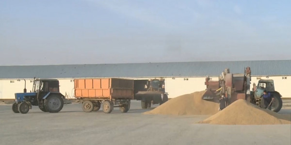 Непростая ситуация с отечественными рисоводами в Кызылорде