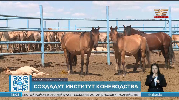 Научно-исследовательский институт коневодства создадут в Актюбинской области
