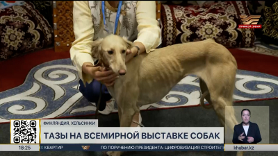 Казахские тазы представили на Всемирной выставке собак в Хельсинки
