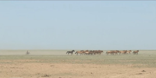 Атыраулық шаруа өзінен артылған 5 мың гектар жерді мемлекетке қайтармақшы