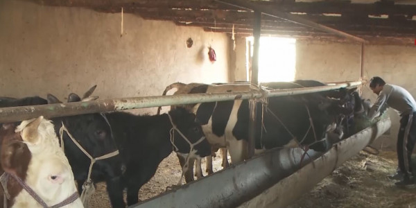 Шымкентте 21 адам бруцеллез жұқтырған