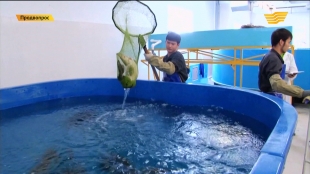 &laquo;Продвопрос&raquo;. Товарное производство осетровых, поддержка тепличного производства от "КазАгро"