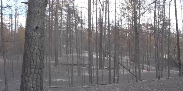 За вырубкой сгоревшего леса в &laquo;Семей Орманы&raquo; будут следить