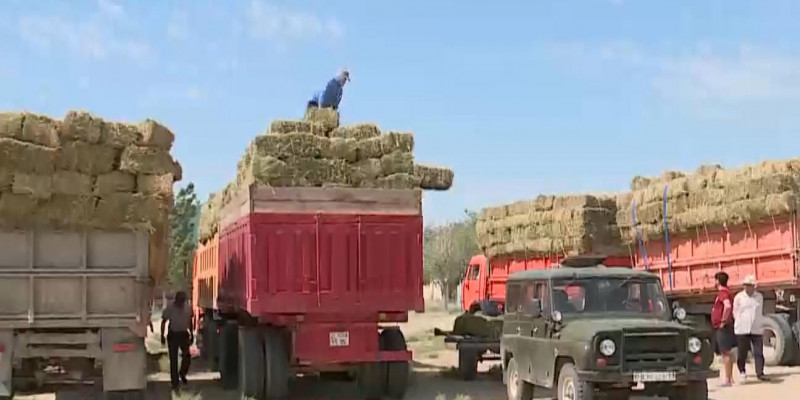 Помощь мангистауским фермерам: прибыло 10 вагонов ячменя