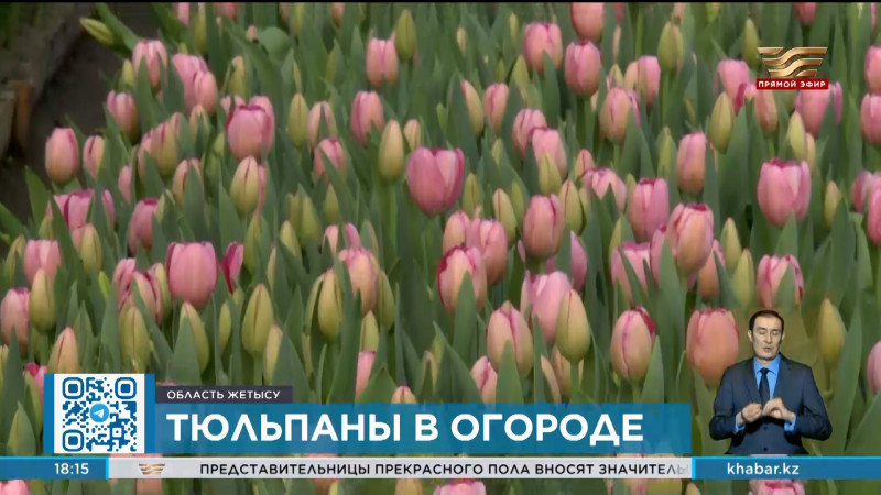 10 видов голландских тюльпанов вырастил в своем огороде житель Жетісу