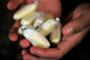 В Костанайской области задержаны два крупных наркодилера