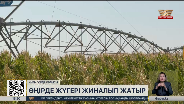 Қызылорда облысында жүгері жиналып жатыр