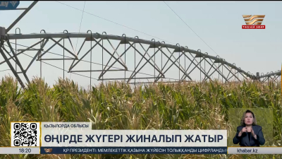 Қызылорда облысында жүгері жиналып жатыр
