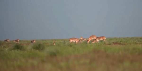 Елдегі киік санын реттеу керек