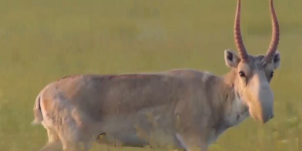 В Западно-Казахстанской области сайгаки вытаптывают пастбища