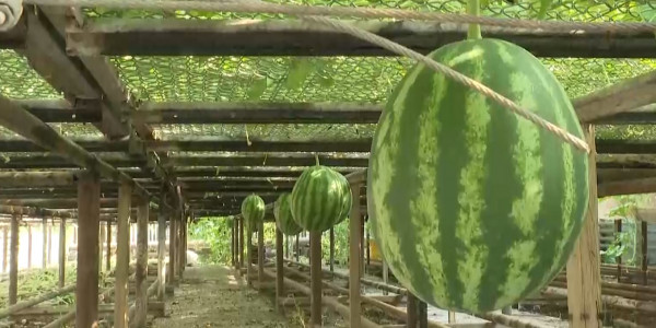 Первая бахчевая теплица появилась в Туркестанской области