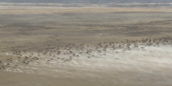 Проблемой отстрела сайги в Казахстане займется КНБ