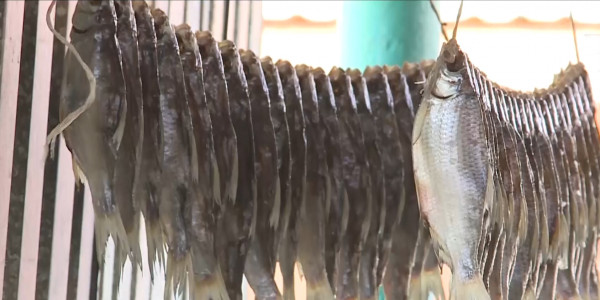 Қарағандылық балықшылар: балық аулауды заңдастыру қажет