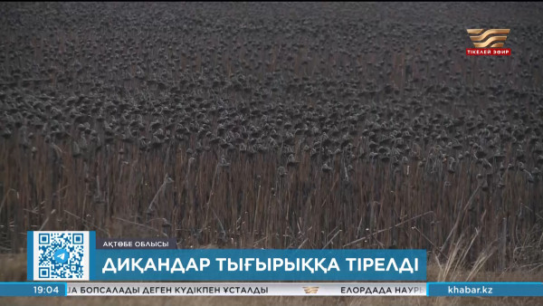Ақтөбелік диқандар тығырыққа тірелді