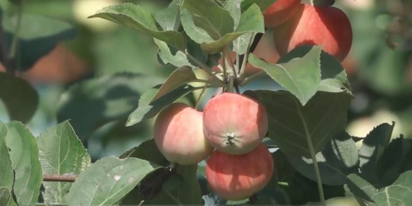 Петропавлдық бағбанның саяжайында бір ағашта алманың 8 сұрпы қатар өседі