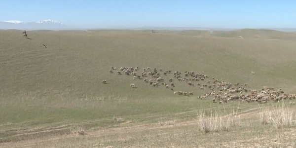 Алматы облысында 39 мың гектар жер мемлекет меншігіне қайтарылды