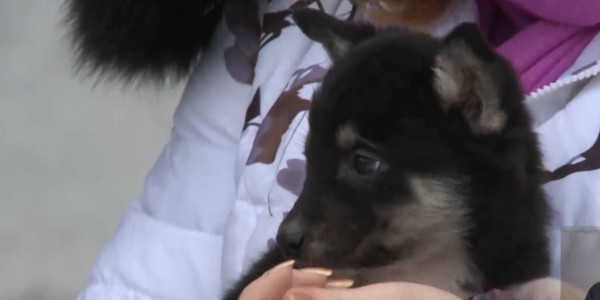 В Мангистауской области приостановлены работы по отлову бродячих животных