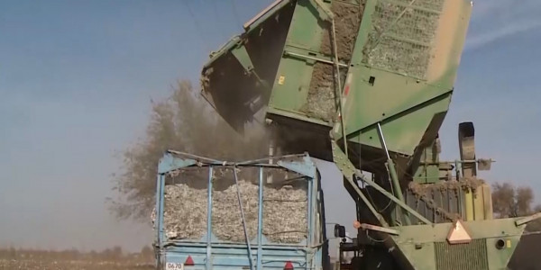 Түркістан облысында мақта алқабы азайды