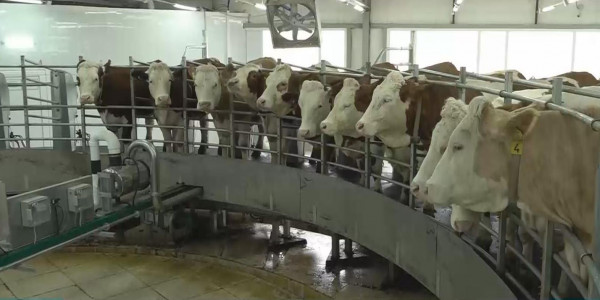 Ақсу қаласындағы жекеменшік сүт зауытының жеріне қатысты дау туындады