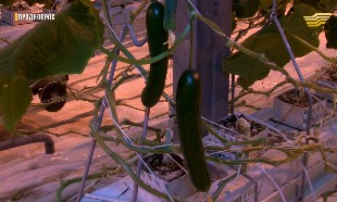 &laquo;Продвопрос&raquo;. Мельничный комплекс, Уборка картофеля в Павлодарской области, Инновационная теплица в Алматы, Экспертиза спредов