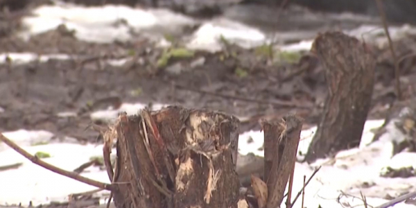 В Алматы предприниматели нового ТРЦ отрицают вырубку 11 тысяч деревьев