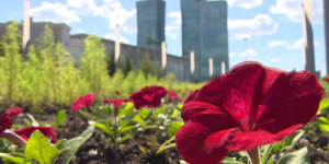 К 20-летию столицы город украсят 6 млн цветов