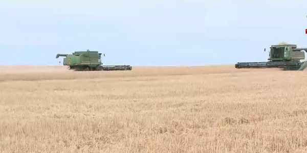 Келешекте астықты алқаптардың күрт азаю қаупі бар