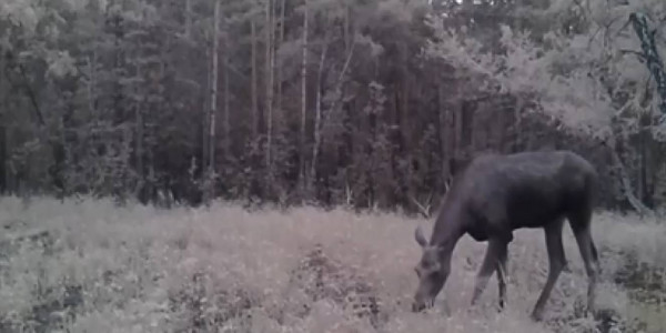 Косуля и лось попали в объектив лесной камеры в резервате &laquo;Ертіс орманы&raquo;